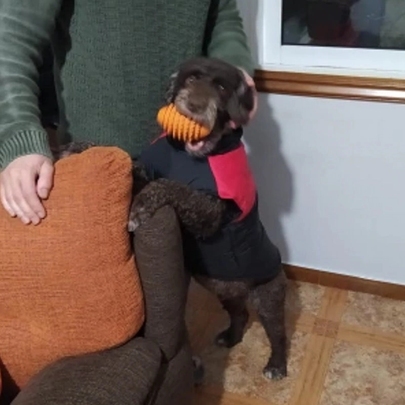 Barbour Dog Coat Winter Warm Dog Clothes Waterproof Pet