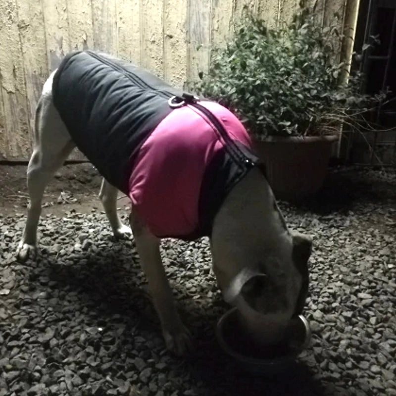 Barbour Dog Coat Winter Warm Dog Clothes Waterproof Pet