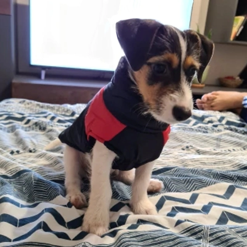 Barbour Dog Coat Winter Warm Dog Clothes Waterproof Pet