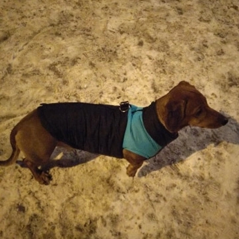 Barbour Dog Coat Winter Warm Dog Clothes Waterproof Pet